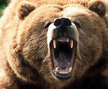Image result for Grizzly Bear
