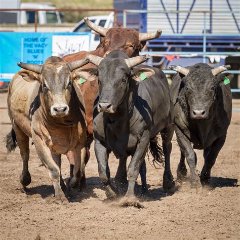 The running of the bulls