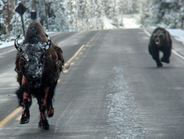 Grizzly Bear Chasing a Bison